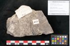 Foto (Objekt + Etikett) von Caulinites otagoicus Ettingshausen (NHMW-GEO-2024-0188-10118)